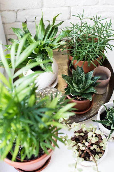 Plantas de casa verdes no peitoril da janela no interior do quarto real, plantas e suculentas — Fotografia de Stock