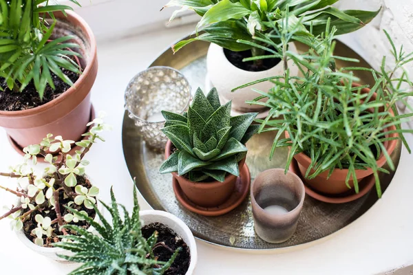 Groene woning planten op vensterbank in echte kamer interieur, planten en vetplanten — Stockfoto