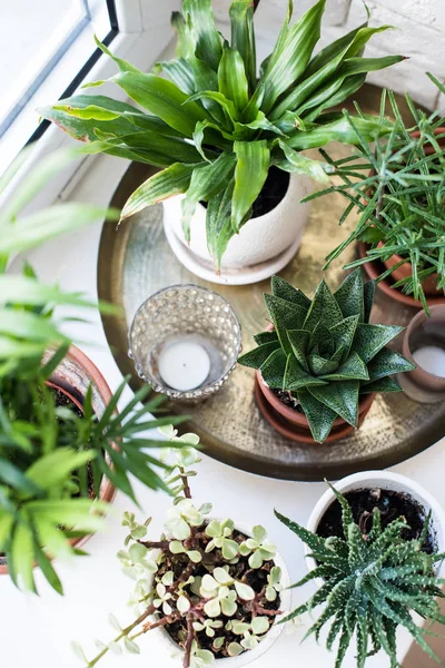 Grüne Zimmerpflanzen auf der Fensterbank im Innenraum, Pflanzen und Sukkulenten — Stockfoto