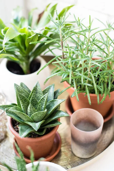 Plantas de salón verde en el alféizar de la ventana en el interior de la habitación real, plantas y suculentas —  Fotos de Stock