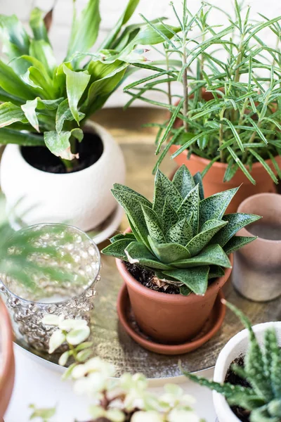 Maison verte plantes d'intérieur sur le rebord de la fenêtre à l'intérieur de la pièce réelle, plantes et plantes succulentes — Photo