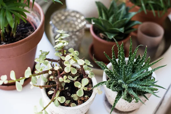 Plantas de salón verde en el alféizar de la ventana en el interior de la habitación real, plantas y suculentas —  Fotos de Stock