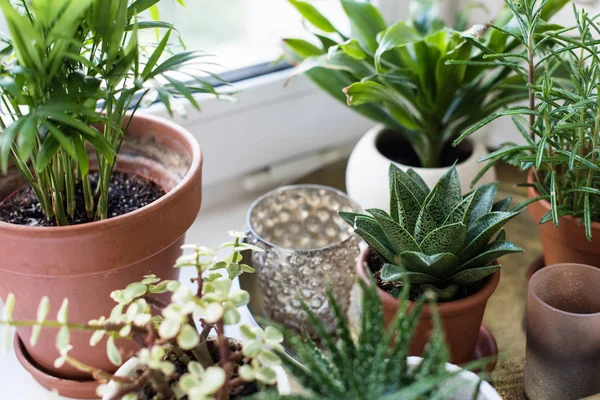 Plantas de salón verde en el alféizar de la ventana en el interior de la habitación real, plantas y suculentas — Foto de Stock