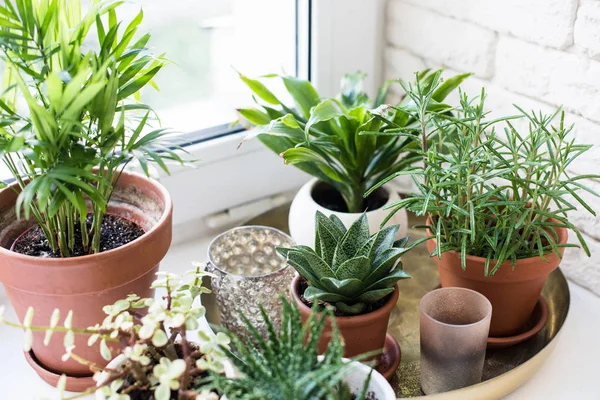 Plantas de casa verdes no peitoril da janela no interior do quarto real, plantas e suculentas — Fotografia de Stock