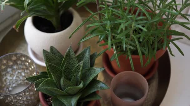 Plantas de interior en macetas naturales en alféizar de ventana, plantas caseras verdes y suculentas — Vídeo de stock