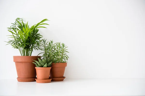 Tre keramiska krukor med gröna krukväxter och vit vägg — Stockfoto