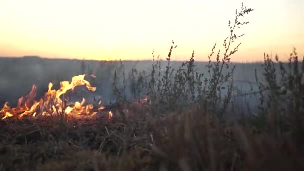 Спалювання сухої трави в осінньому полі крупним планом — стокове відео