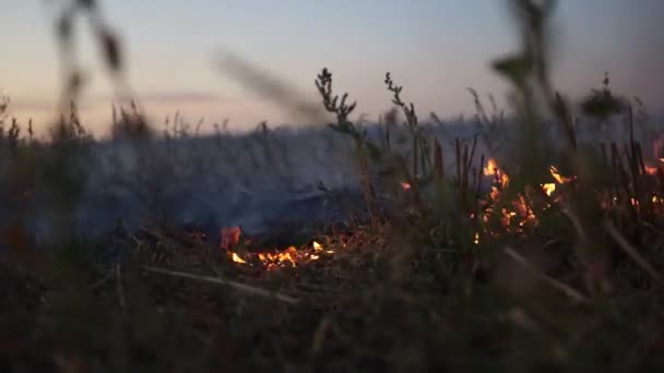 Brûler l'herbe sèche dans le champ d'automne gros plan — Video