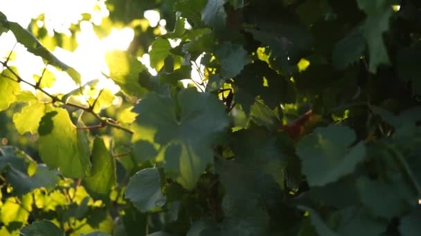 Hojas de uva de cerca a la luz del sol en bodega real — Vídeo de stock