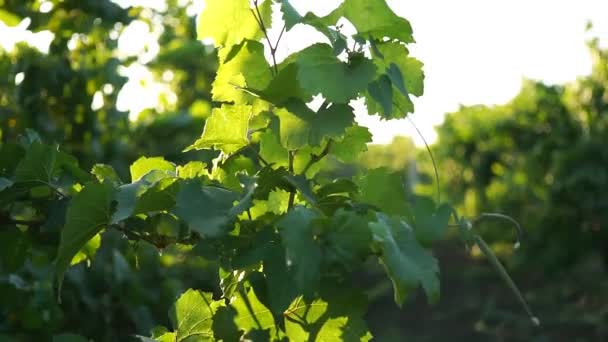 Виноград листья крупным планом в солнечном свете на настоящем винодельне — стоковое видео