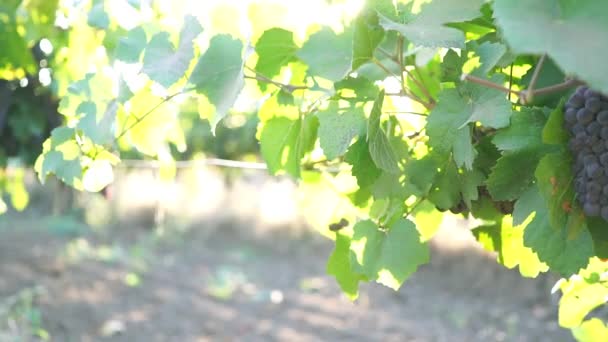 Uvas maduras con hojas en las ramas de cerca — Vídeo de stock