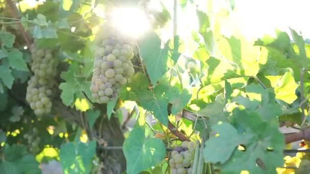 Uvas maduras con hojas en las ramas de cerca — Vídeos de Stock