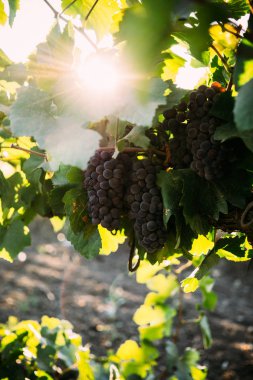 Dallarda olgun üzüm demetleri, bağda hasat