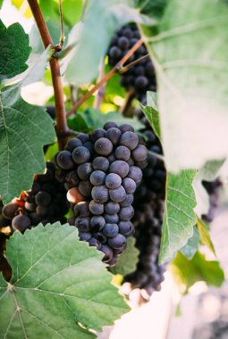 Dallarda olgun üzüm demetleri, bağda hasat