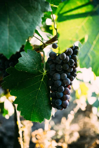 Racimos maduros de uvas en las ramas, vendimia en el viñedo — Foto de Stock