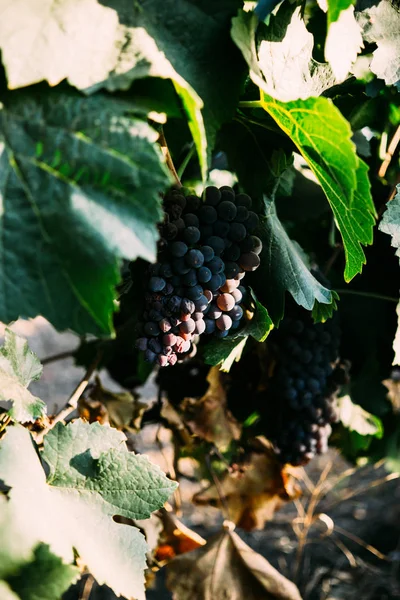 Racimos maduros de uvas en las ramas, vendimia en el viñedo —  Fotos de Stock