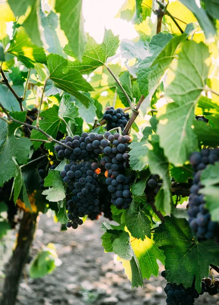 Racimos maduros de uvas en las ramas, vendimia en el viñedo —  Fotos de Stock