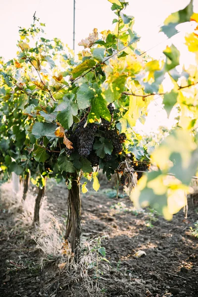 Racimos maduros de uvas en las ramas, vendimia en el viñedo —  Fotos de Stock