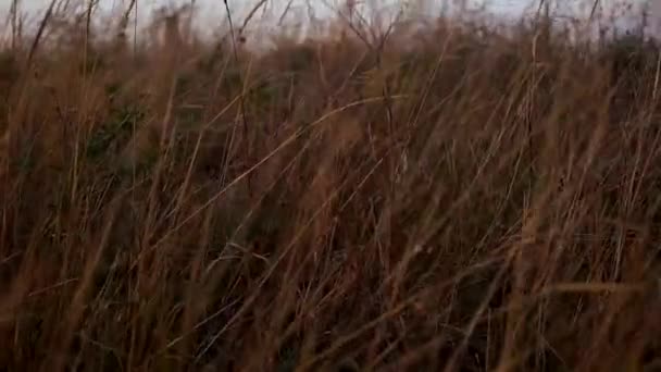 Aparat poruszający się przez suchą trawę jesienią wieczorem — Wideo stockowe