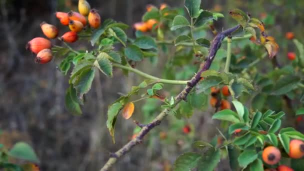 Reife Hagebutten an Zweigen mit Blättern im Herbst — Stockvideo