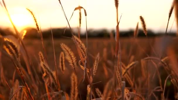 Kamera bewegt sich durch trockenes Herbstfeld bei Sonnenuntergang — Stockvideo