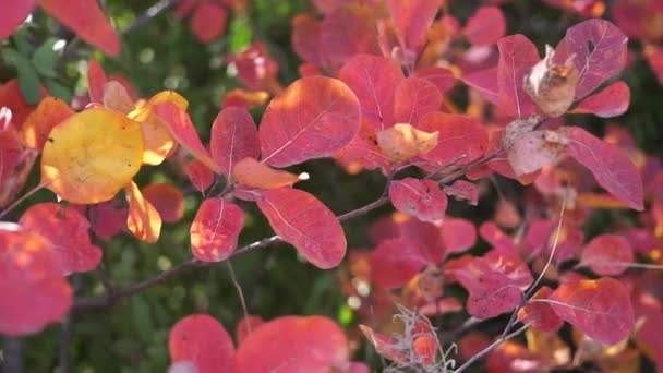 Bright colorful autumn leaves on trees and bushes — Stock Video