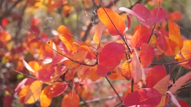 Feuilles d'automne colorées lumineuses sur les arbres et les buissons — Video