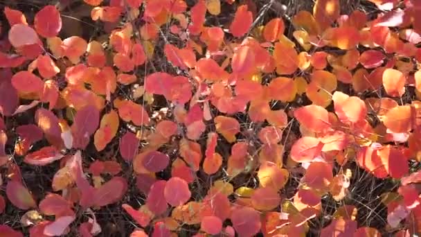 Feuilles d'automne colorées lumineuses sur les arbres et les buissons — Video