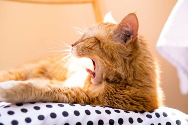 Tembel kızıl kedi evde dinleniyor, rahat yastığa uzanıyor ve esniyor.