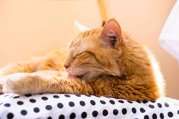 Ленивый рыжий кот расслабляется дома, лежа на уютной подушке, ухаживая за собой. — стоковое фото