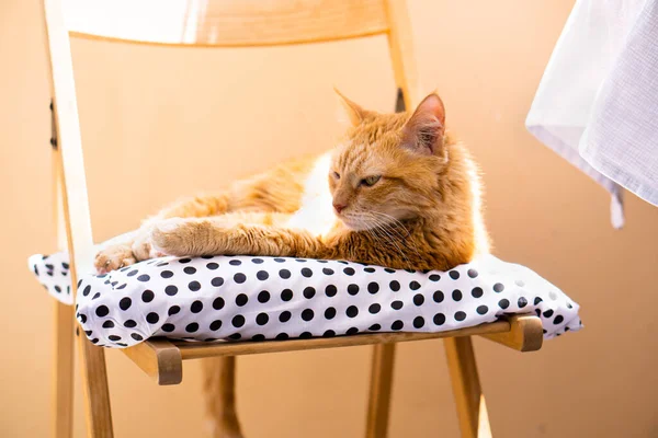 Lazy ginger cat relaxing at home laying on cozy pillow — Stock Photo, Image