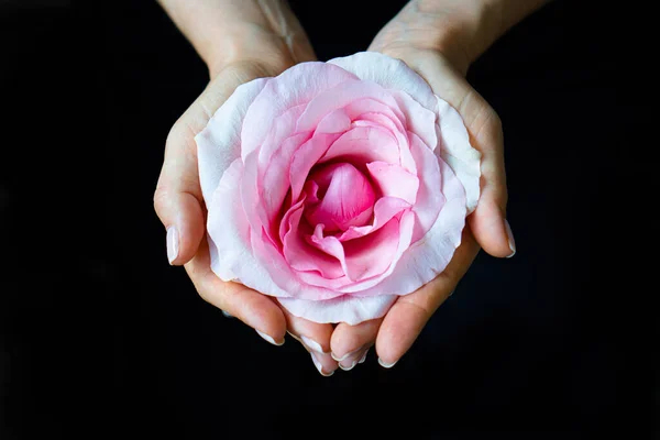 Frauenhände mit Rosenblume auf schwarzem Hintergrund — Stockfoto
