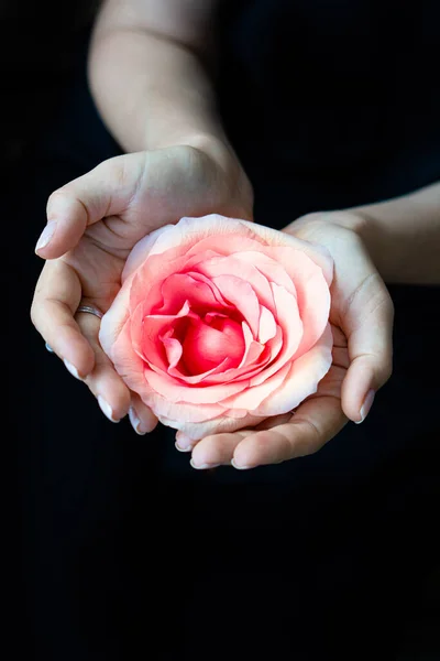 Womans hands holding rose flower on black background