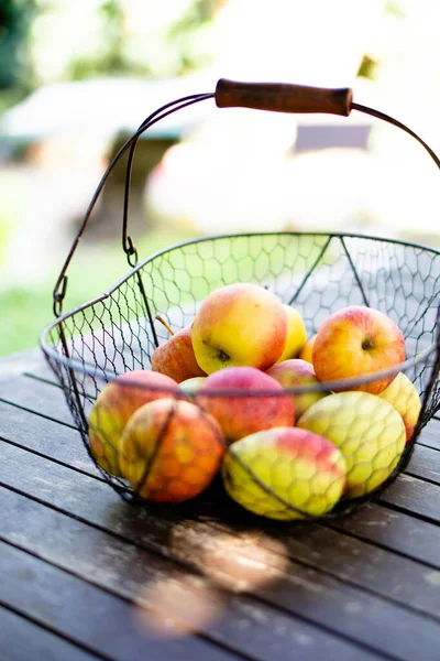 刚刚收获的秋天苹果在花园里的木制桌子上的金属篮子里 — 图库照片