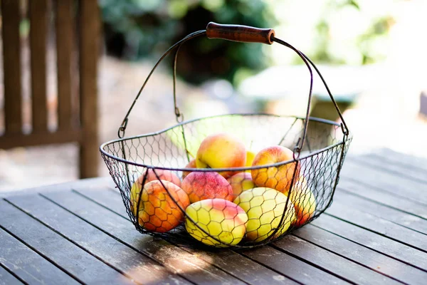 Gerade geerntete Herbstäpfel im Metallkorb auf Holztisch im Garten — Stockfoto