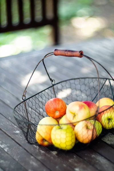 Apenas maçãs colhidas no outono na cesta de metal na mesa de madeira no jardim — Fotografia de Stock
