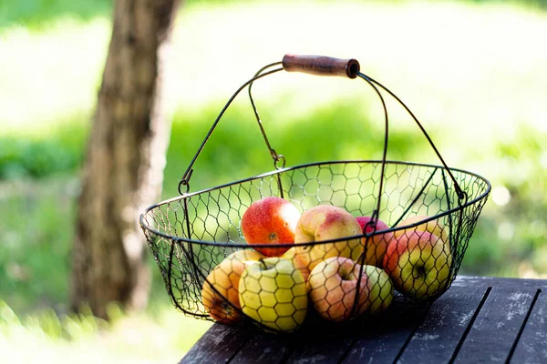 Jen sklizené podzimní jablka v kovovém koši na dřevěném stole v zahradě — Stock fotografie