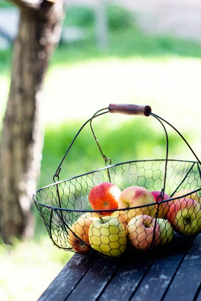 Csak őszi almát szüreteltem a fémkosárban a fa asztalnál a kertben. — Stock Fotó