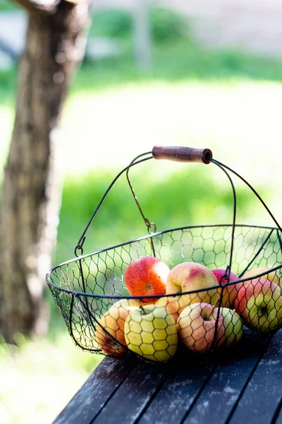 Manzanas de otoño recién cosechadas en la cesta de metal en la mesa de madera en el jardín — Foto de Stock