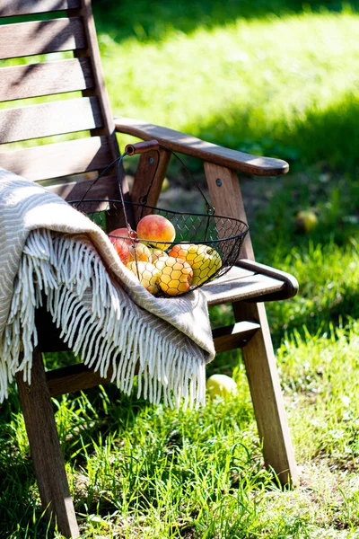 Metal sepetteki sonbahar elmalarını topladım ve bahçedeki ahşap sandalyede sıcak ekose giydim. — Stok fotoğraf