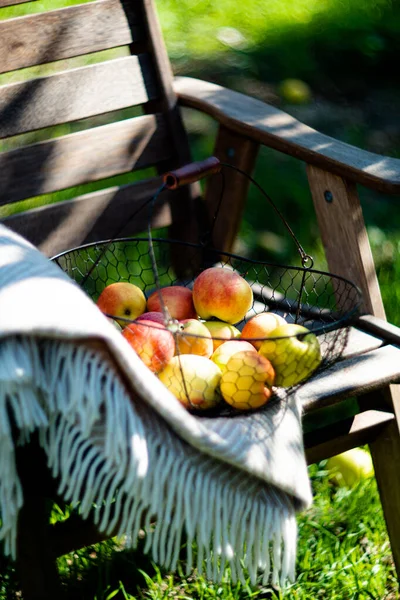 Только что собранные осенние яблоки в металлической корзине и уютная теплая клетка на деревянном стуле в саду — стоковое фото
