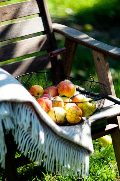 Gerade geerntete Herbstäpfel im Metallkorb und kuschelig warmes Plaid auf Holzstuhl im Garten — Stockfoto