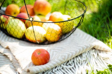 Metal sepetin içinde taze organik sonbahar elmaları ve bahçedeki çimlerin üzerinde sıcak bir ekose.