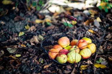 Metal sepetin içinde taze organik sonbahar elmaları ve bahçede yerde sıcak ekose.