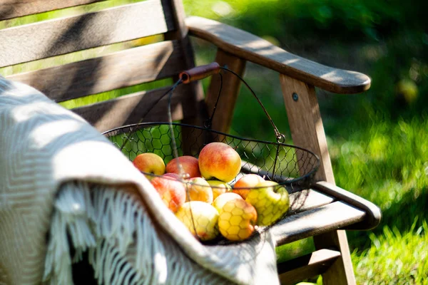 刚刚收获了金属篮中的秋天苹果，花园里的木椅上躺着温暖舒适的格子花 — 图库照片