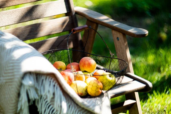 Appena raccolte mele autunnali nel cesto di metallo e accogliente plaid caldo sulla sedia in legno in giardino — Foto Stock