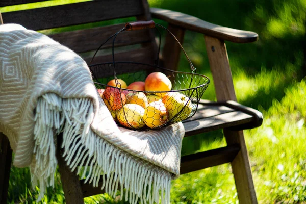 Acaba de cosechar manzanas de otoño en la cesta de metal y acogedor cuadros calientes en la silla de madera en el jardín —  Fotos de Stock