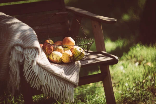 Gerade geerntete Herbstäpfel im Metallkorb und kuschelig warmes Plaid auf Holzstuhl im Garten — Stockfoto
