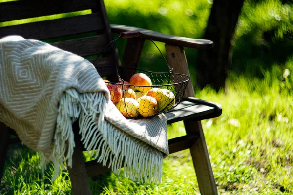 ちょうど金属製のバスケットに秋のリンゴを収穫し、庭の木製の椅子に置かれた居心地の良い暖かい — ストック写真