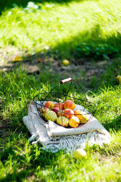 Свіжі органічні осінні яблука в металевому кошику і затишна тепла плед на траві в саду — стокове фото